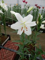 [5140 Paposo VH No02.JPG]